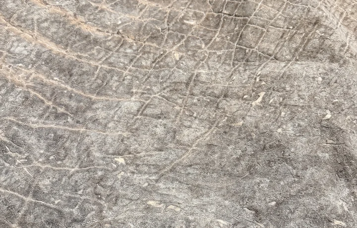 Grey patterned exotic leather texture
