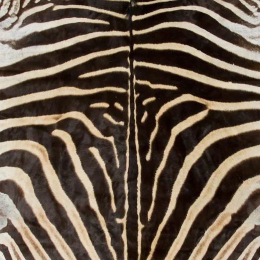Brown and Beige exotic leather stripe texture